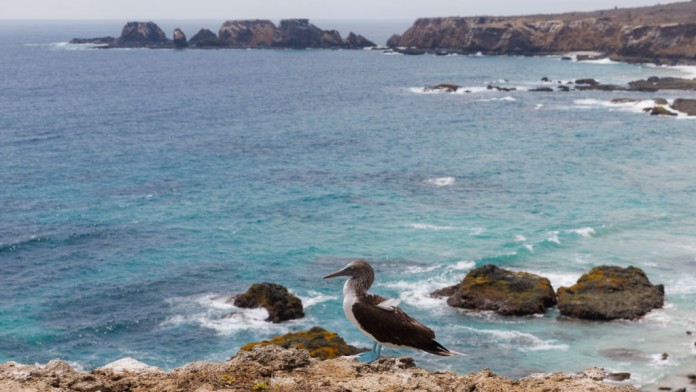 Blaufußtölpel auf der Isla de la Plata, Ecuador