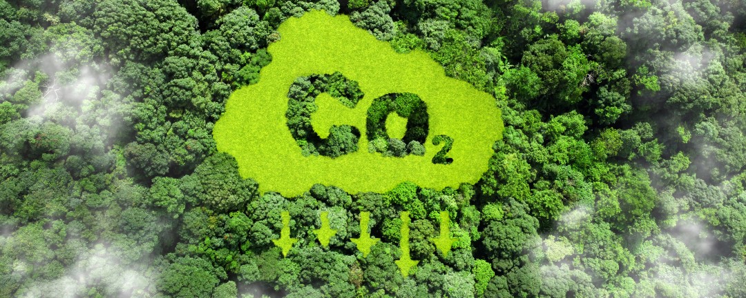 CO2-Muster auf einem Regenwald