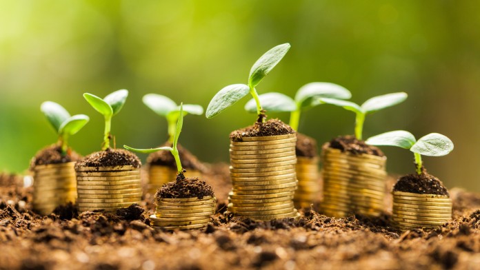 Golden coils in soil with young plants