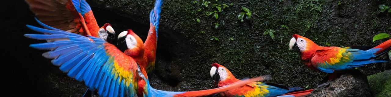 4 scarlet macaws in Yasuni National Park in the Ecuadorian Amazon region