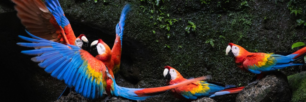 4 Scharlacharas im Yasuni Nationalpark im ecuadorianischen Amazonasgebiet