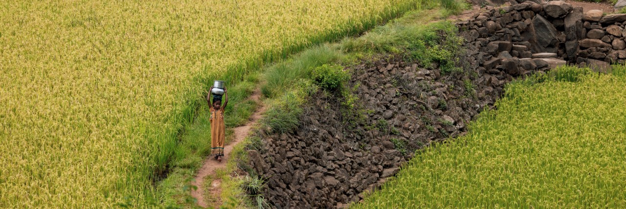 A little girl carries a jug on her head and walks through terraced fields in India. 