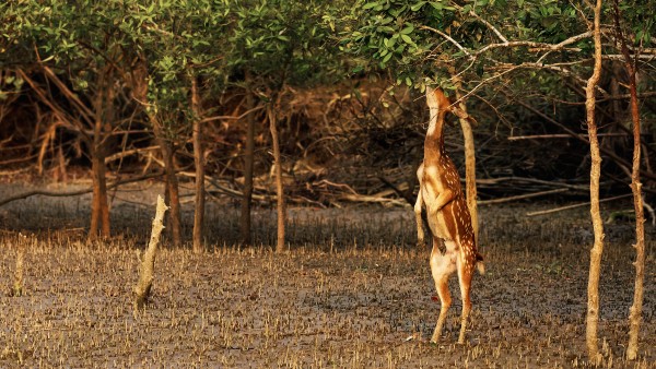 Gepunkteter Hirsch beißt Blätter eines Baumes ab