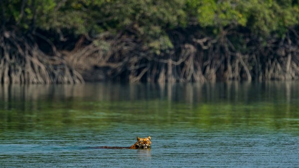 Swimming tiger